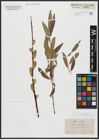 Foto von Salix acutifolia Willd.